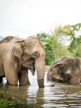 Elephant Jungle Sanctuary Phuket (Thalang Branch)