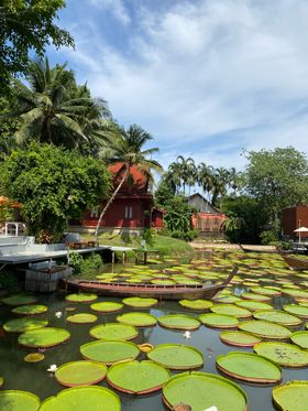 Ma Doo Bua Cafe - giant water lilies near airport